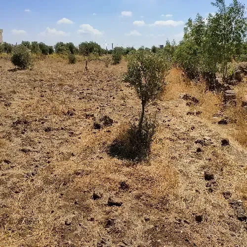 أرض سكنية 0 م² – photo 4