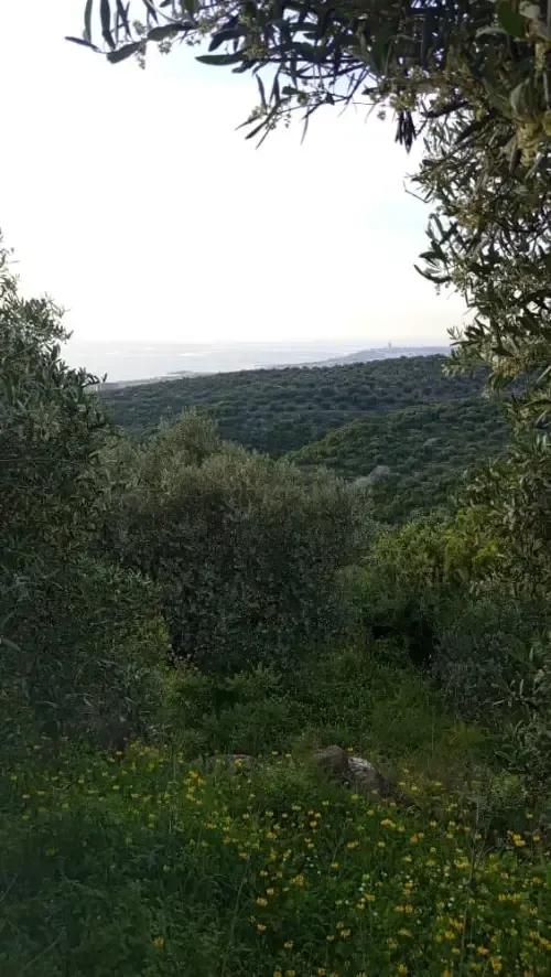 أرض سكنية 3900 م² – photo 1