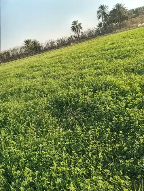 أرض سكنية 0 م² – photo 2