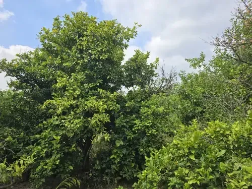 Residential Land 3500m² – photo 4