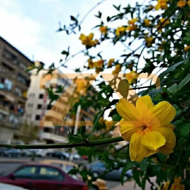 شقة سكنية 5 غرف – photo 1