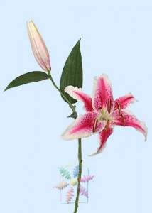 Basic Lily Flower Information
