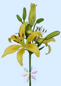 Floral Design Qualities For Lily