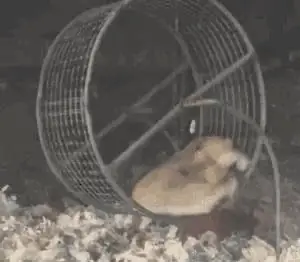 A hamster running on a wheel — the scholarship search treadmill