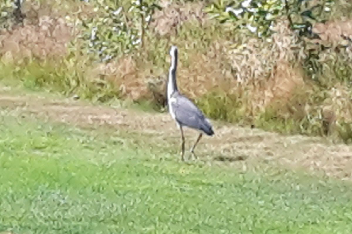 Bild för Läckö Golfklubb