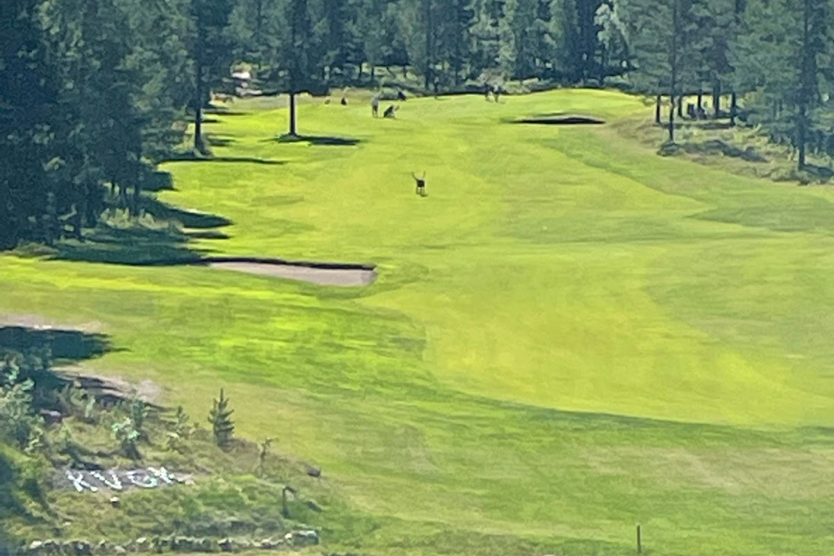 Bild för Klövsjö-Vemdalens Golfklubb