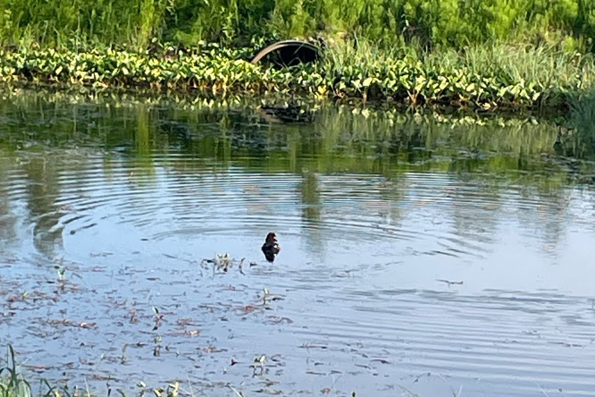 Bild för Piteå Golfklubb