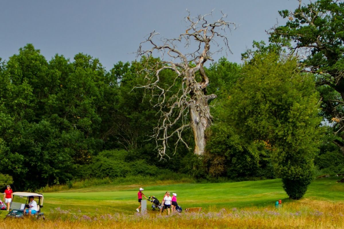 Bild från Sigtuna Golfklubb