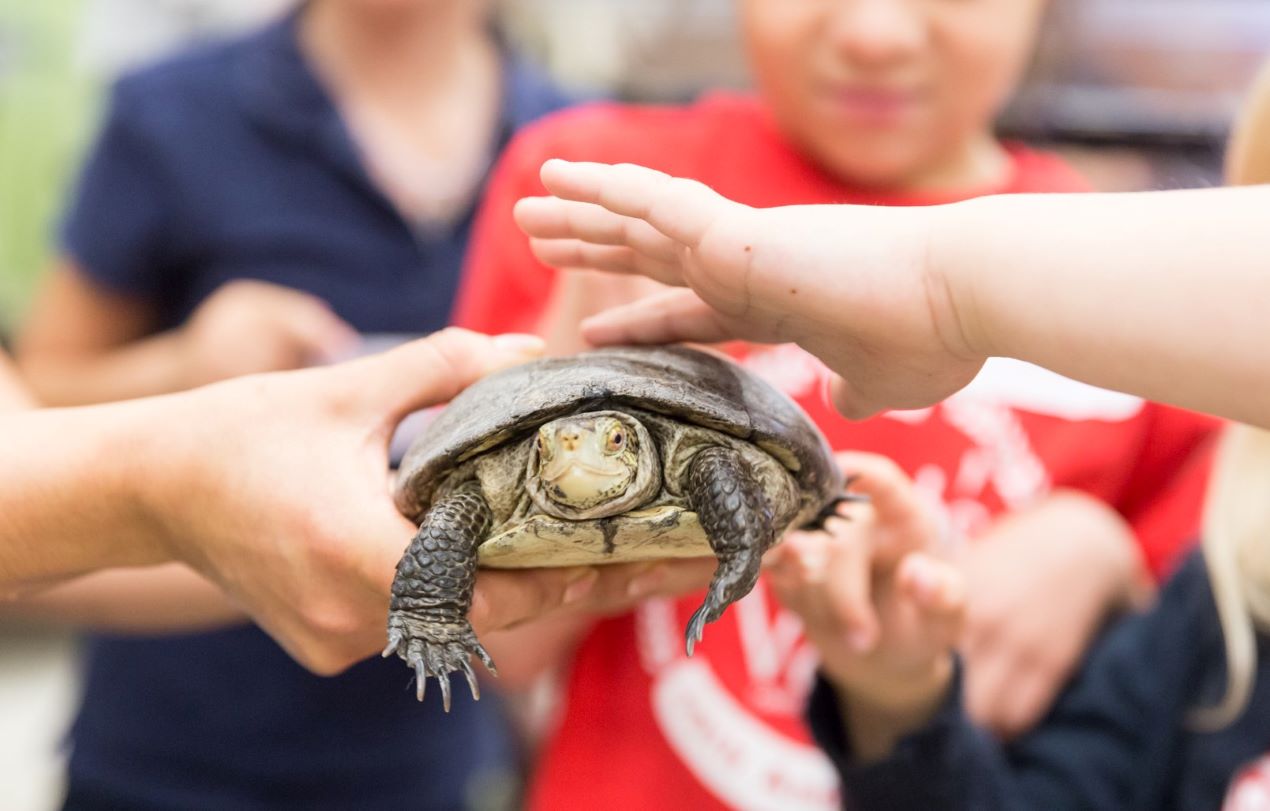 
                        Illustrative image for the The Lawrence Hall of Science Animal Discovery Zone Fund page
                     