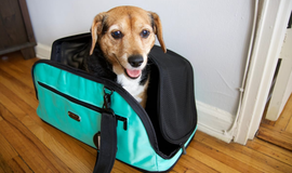 The Best Pet Carriers on the Market