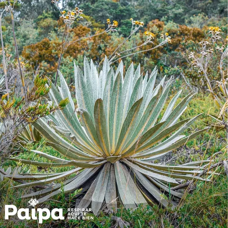 Glamping Tiny House Paipa Dolomiti