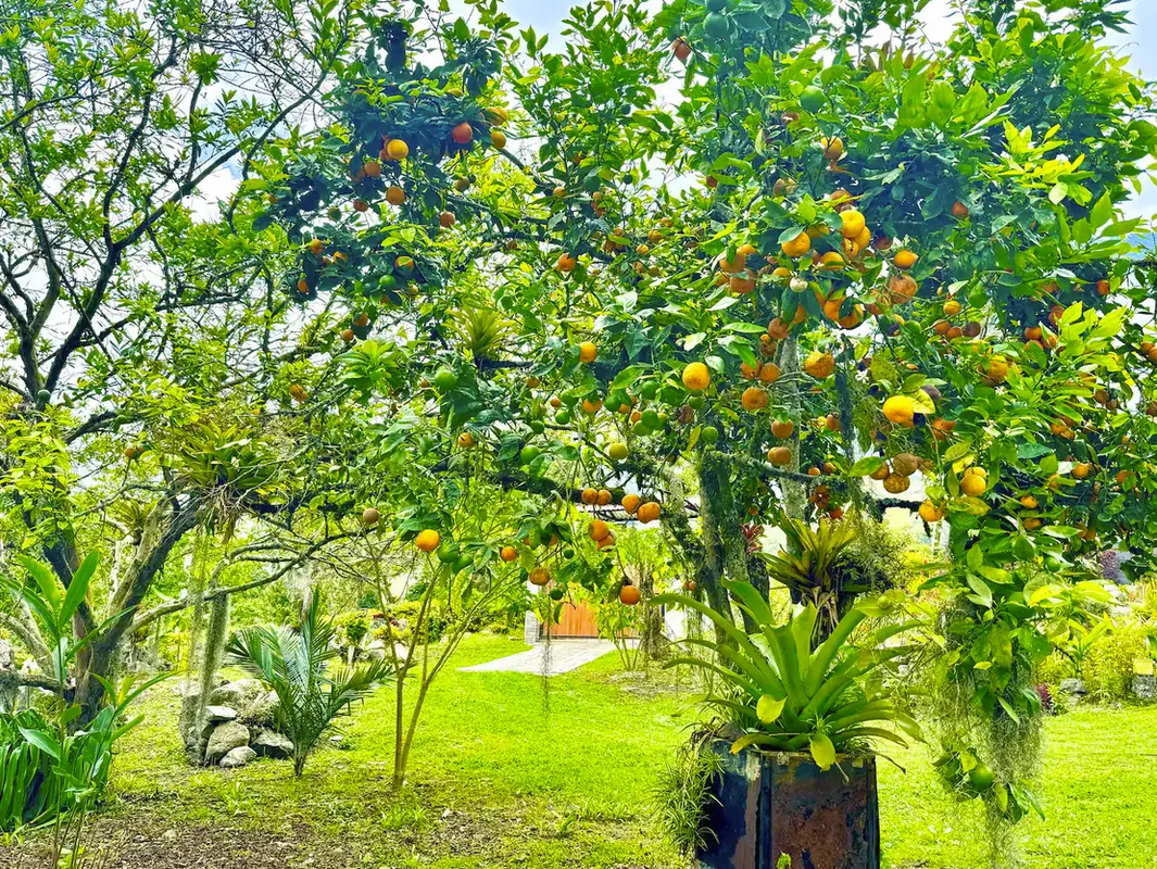Glamping La Cabaña 2