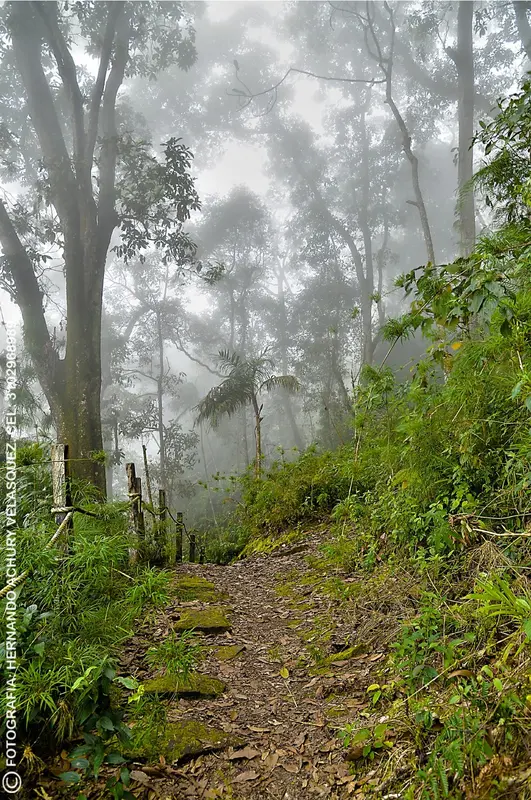 Glamping Bellota El Roble Chicaque