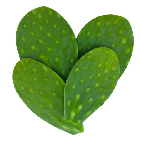 Clean Nopal Cactus