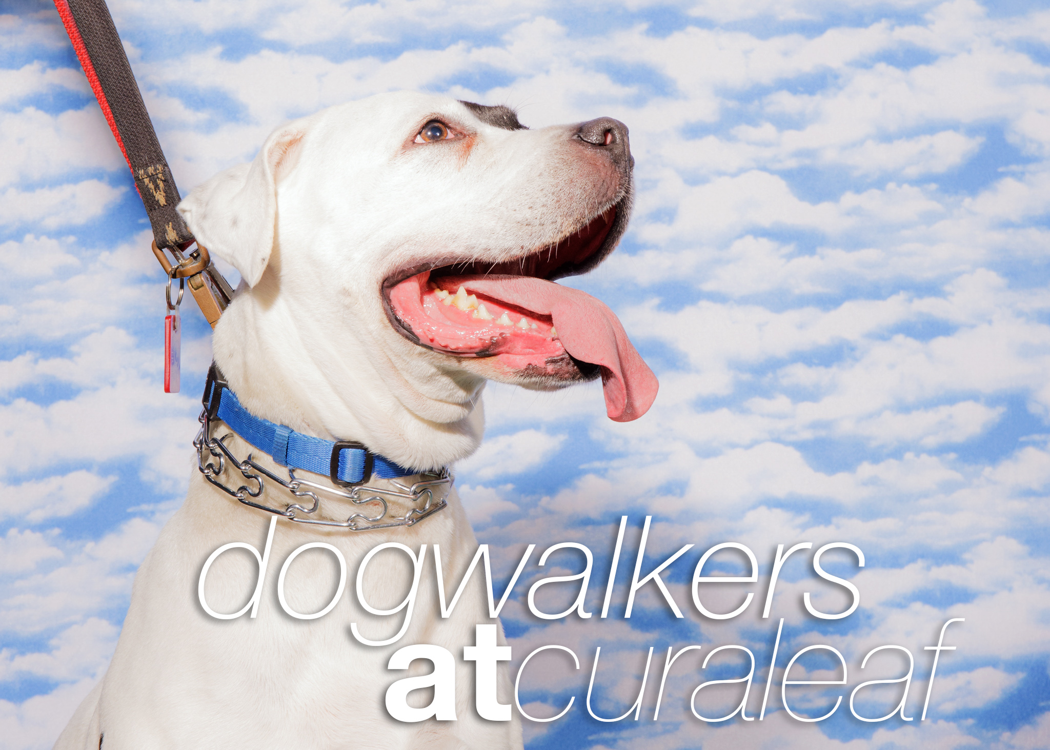Pet Portraits with Dogwalkers and Cann at Curaleaf