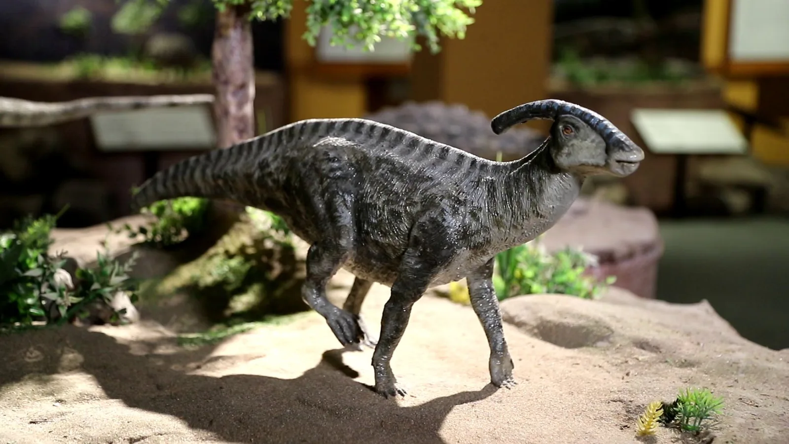 Dinosaur Museum — image 13