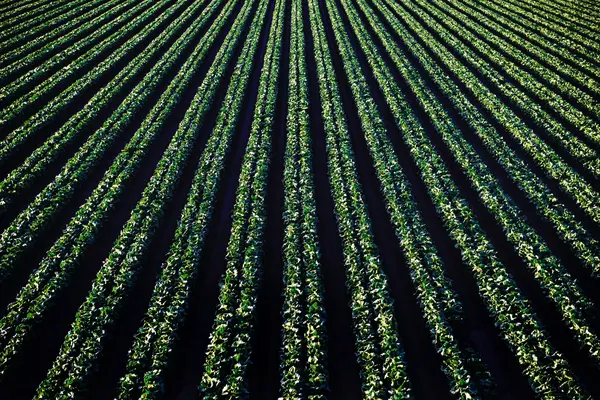 Soil Regeneration In Our Changing Climate