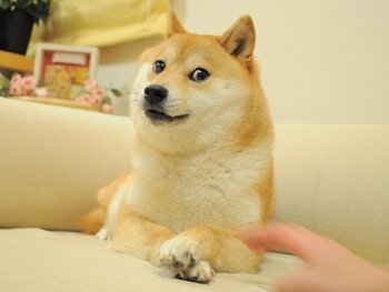 Doge — 시바견 카보스