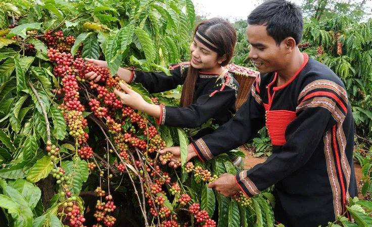 Chọn Cà Phê Robusta Hay Arabica Từ Việt Nam - Điều Người Mua Quốc Tế Cần Biết