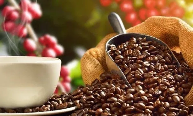 Giải Mã Hạt Cà Phê Việt Nam: Từ Giá Bán, Lượng Calo đến Cách Chọn Nhà Cung Cấp Phù Hợp
