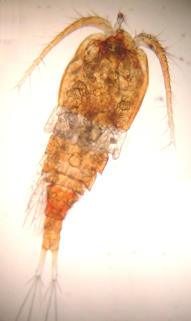 FishMe ToolBox_Cyclops #1 (RT)