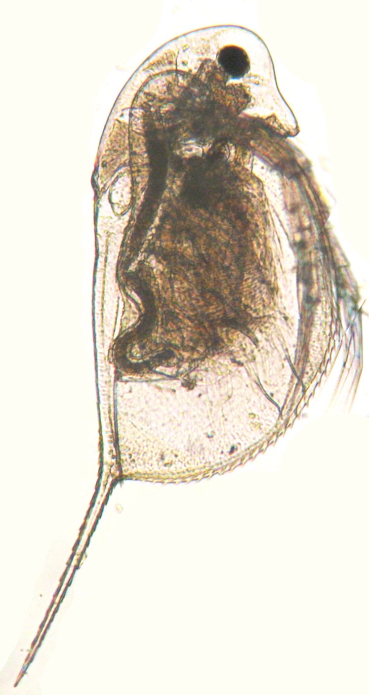 FishMe ToolBox_Daphnia longispina #1 (RT)