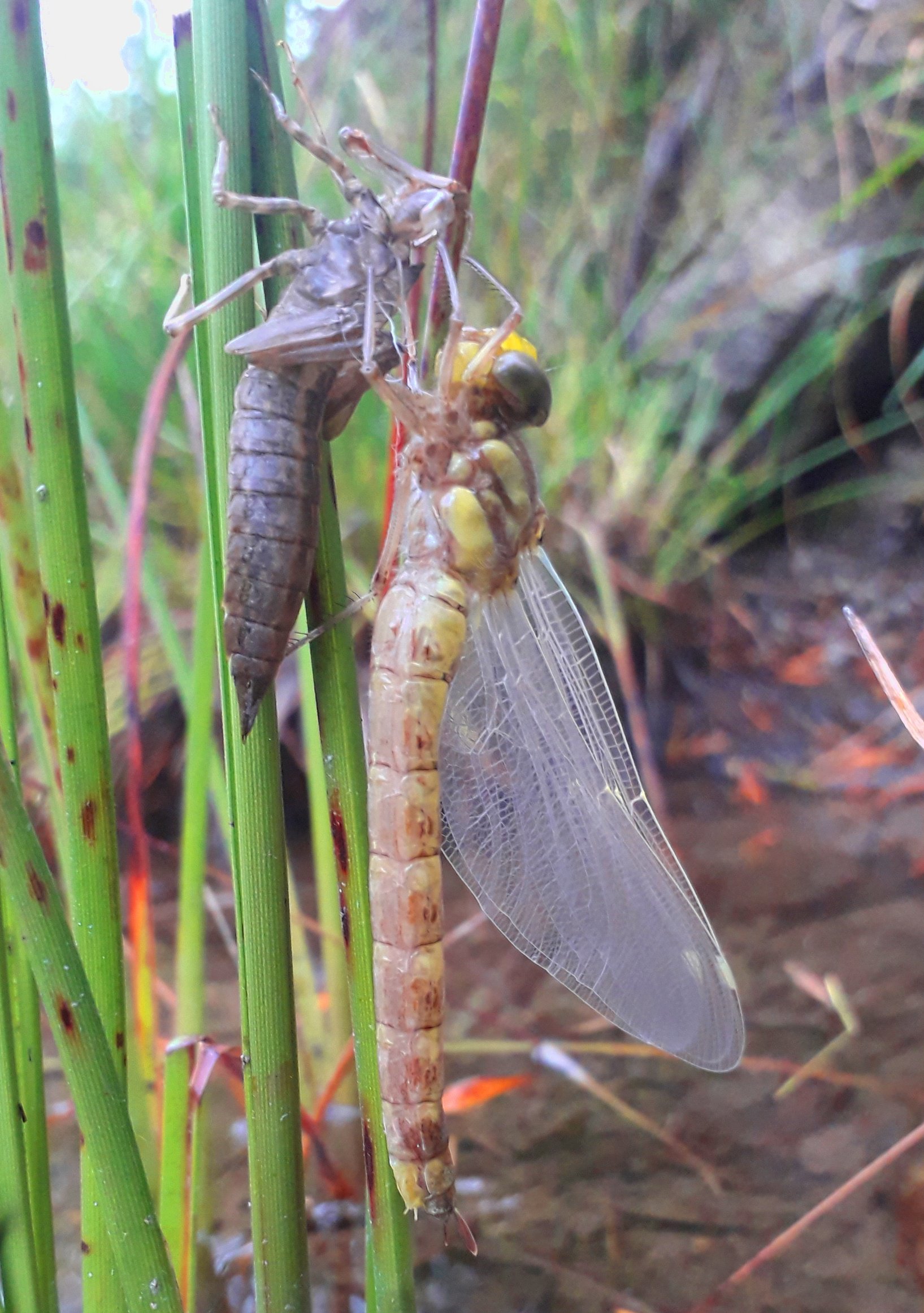 FishMe ToolBox_Macroinvertebrates_#4 (RT)