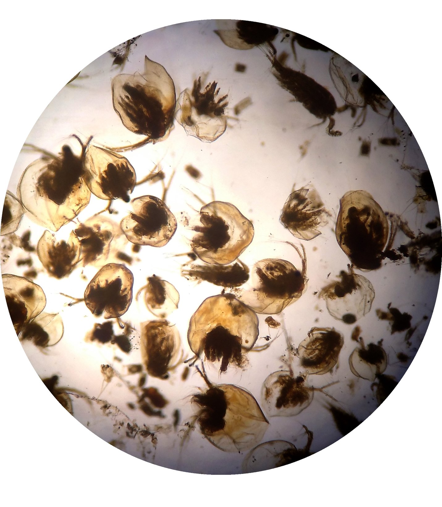 FishMe ToolBox_Zooplankton #6 (RT)