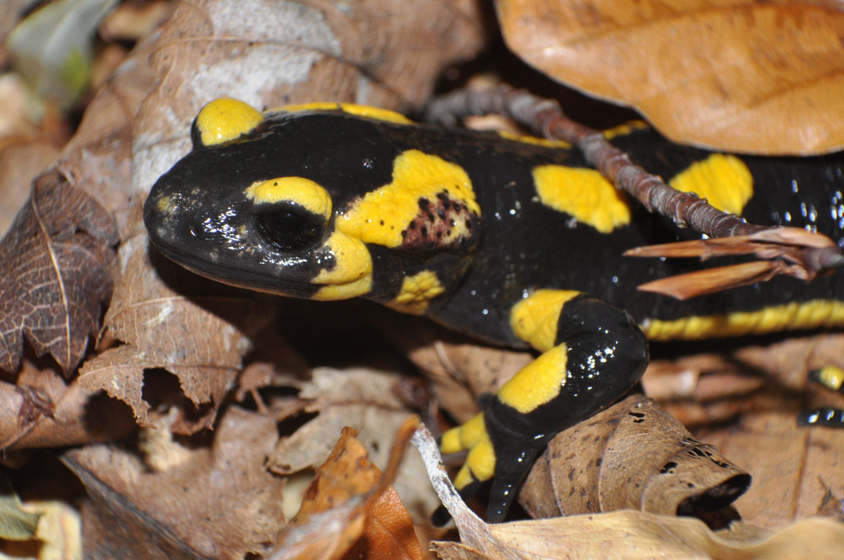 FishMe ToolBox_fire salamander#2 (DS)