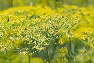  Fennel Bitte 甜茴香精油 