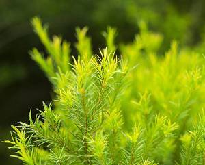  茶樹精油 Tea Tree 