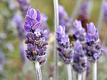  薰衣草精油 Lavender -新疆 