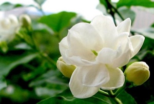  [法國] 茉莉花精油 JASMINE 