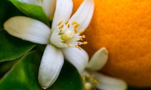  Neroli Premium 橙花精油 