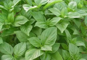  羅勒精油 Basil 