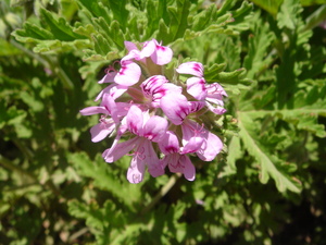  天竺葵精油 GERANIUM BOURBON 