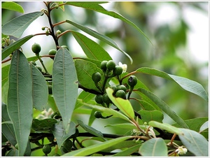  山雞椒精油 LITSEA CUBEBA 