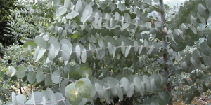  [法國] 尤加利精油 Eucalyptus 