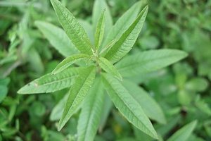  Verbena  Essential Oil 檸檬馬鞭草精油  