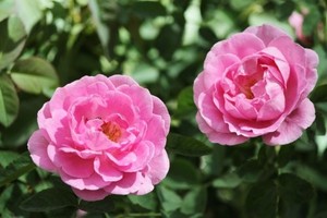  千葉玫瑰精油 Rose Centifolia 