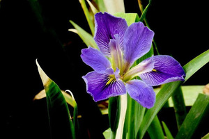  鳶尾花精油 (Iris Fragrance Essential Oil)  