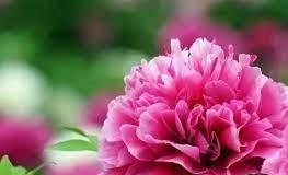  牡丹花精油 Peony essential oil  