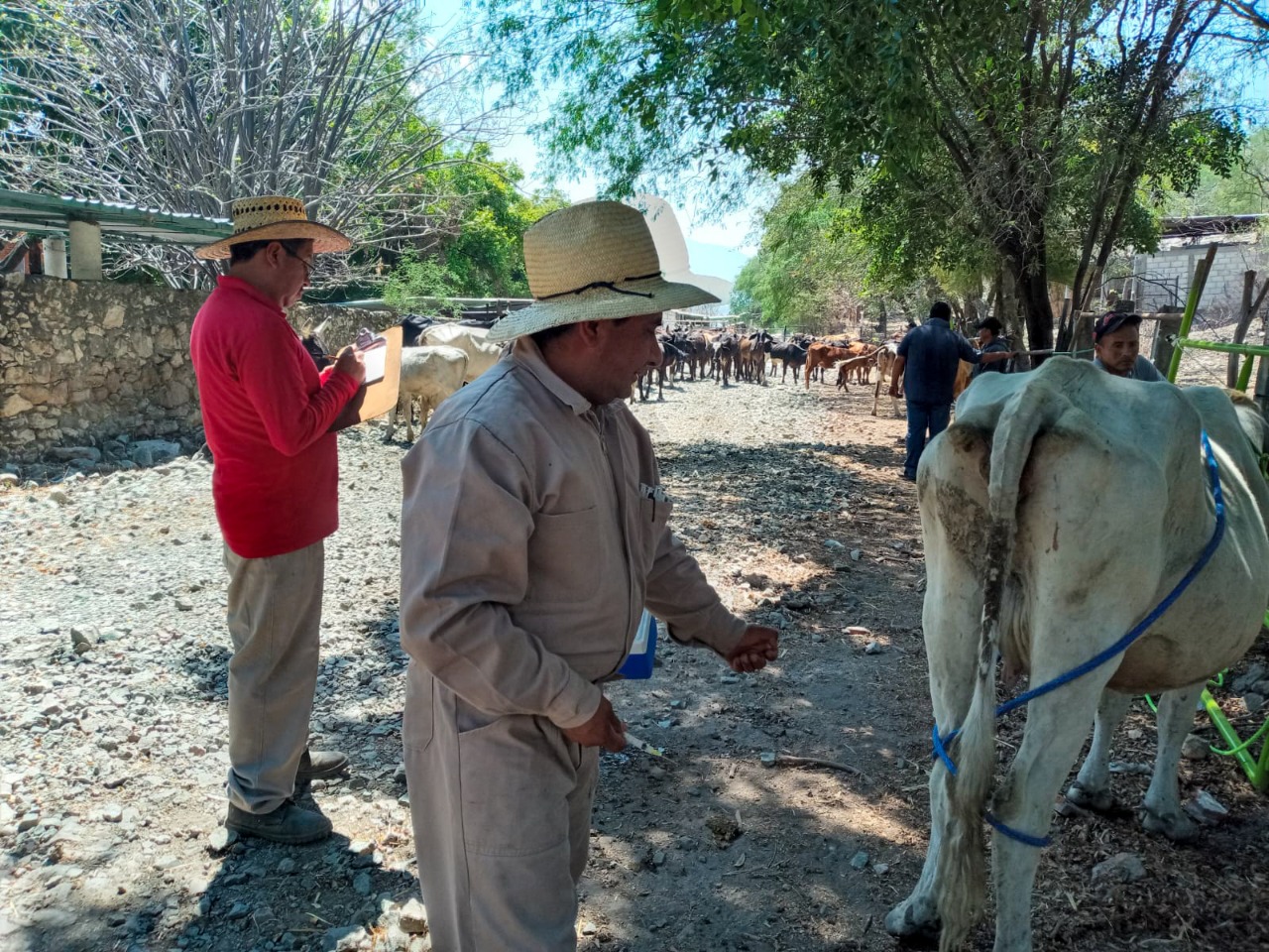 Vacunación bovina, contra la rabia.