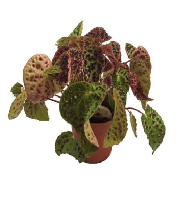 Begonia