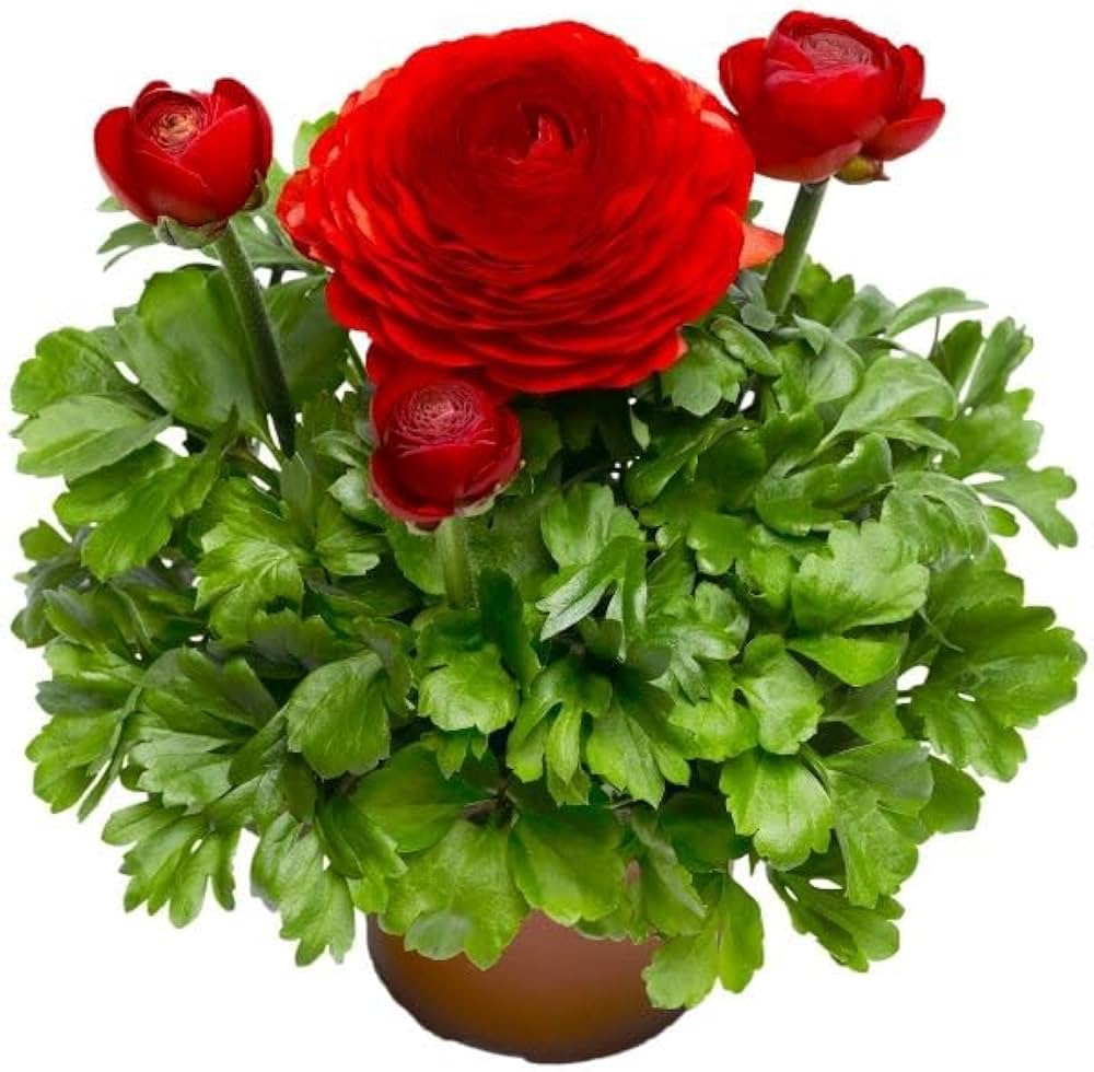 <br>Şakayık Lalesi