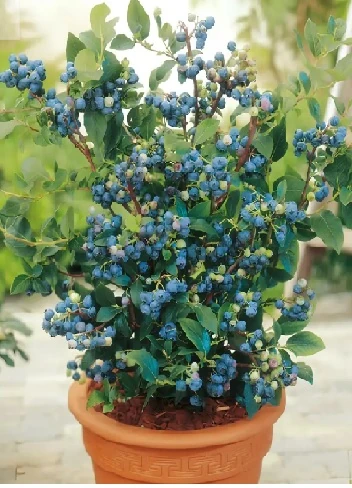 Meyve Fidanı BLUEBERRY Atlas 4 Yaş
