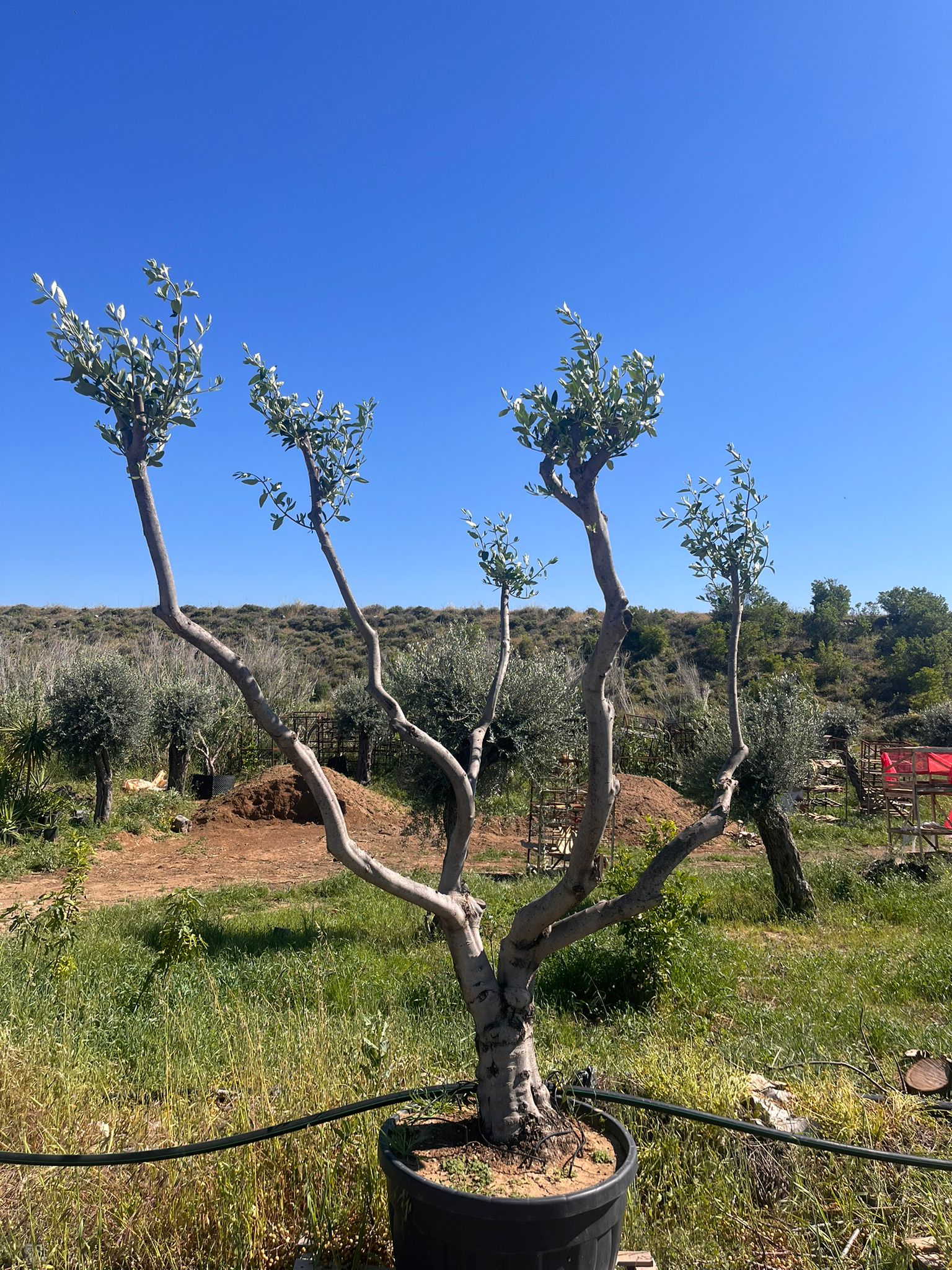 Zeytin Bonsai 250 300cm