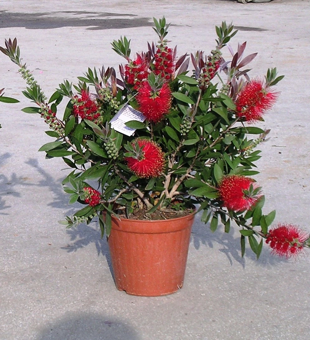 Callistemon Leavis