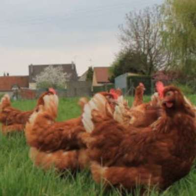 Logo La ferme des parrichets