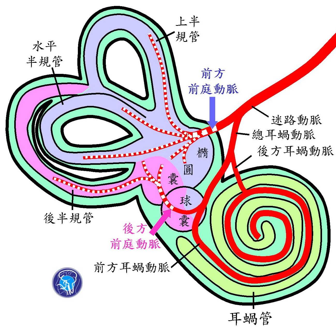 （圖／翻攝自今健康）